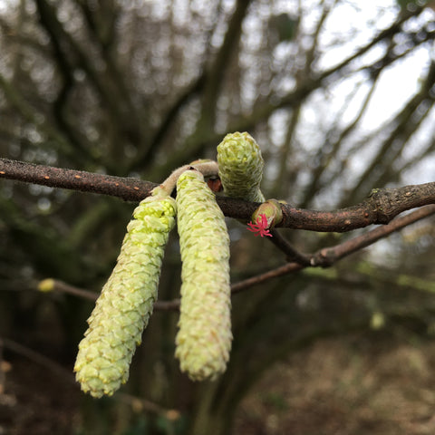 hazel catkins