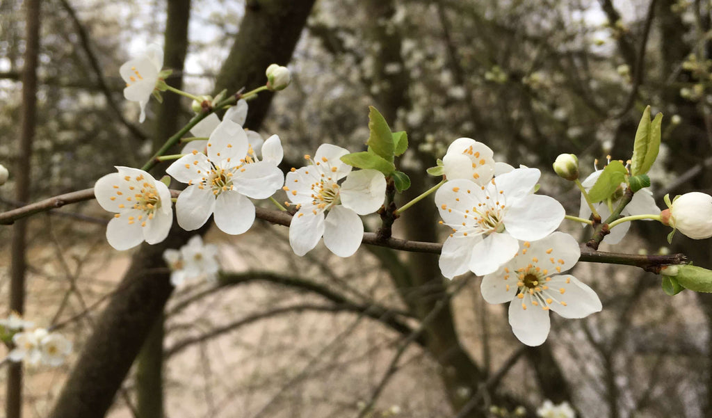 cherry plum blossom