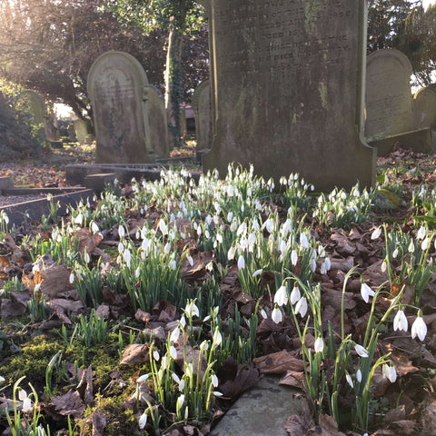 galanthus nivalis