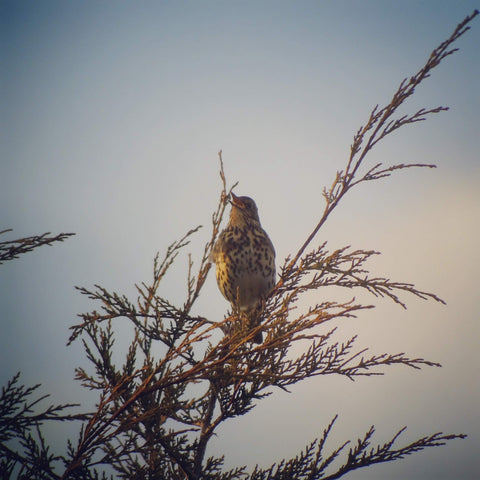 spring bird song