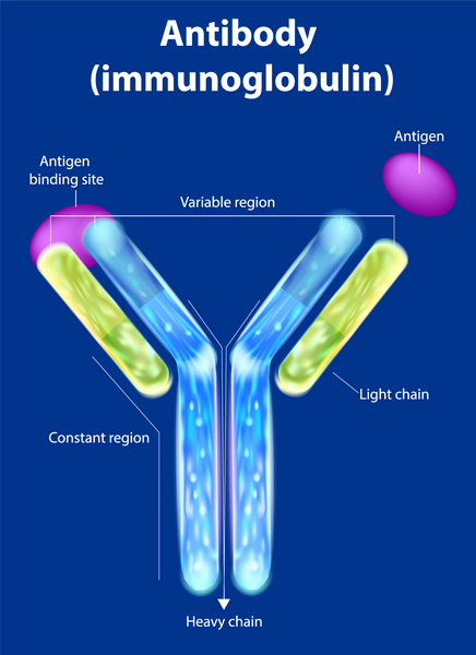 Hemp protein for antibody production