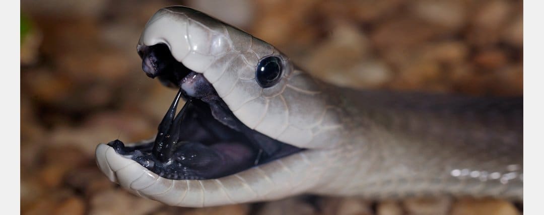 Les Serpents Les Plus Dangereux Au Monde