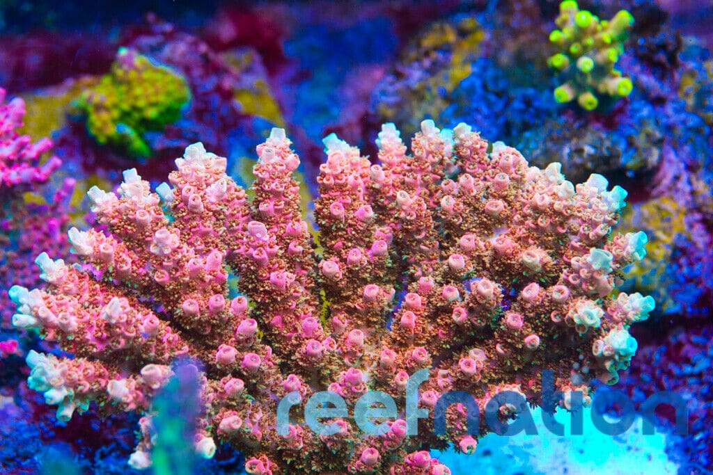 WWC Golden Table Acro ReefNation