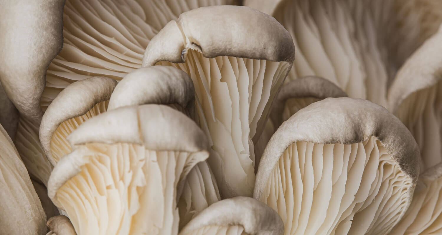 beautiful fresh mushroom option for vegan fashion as an alternative to leather