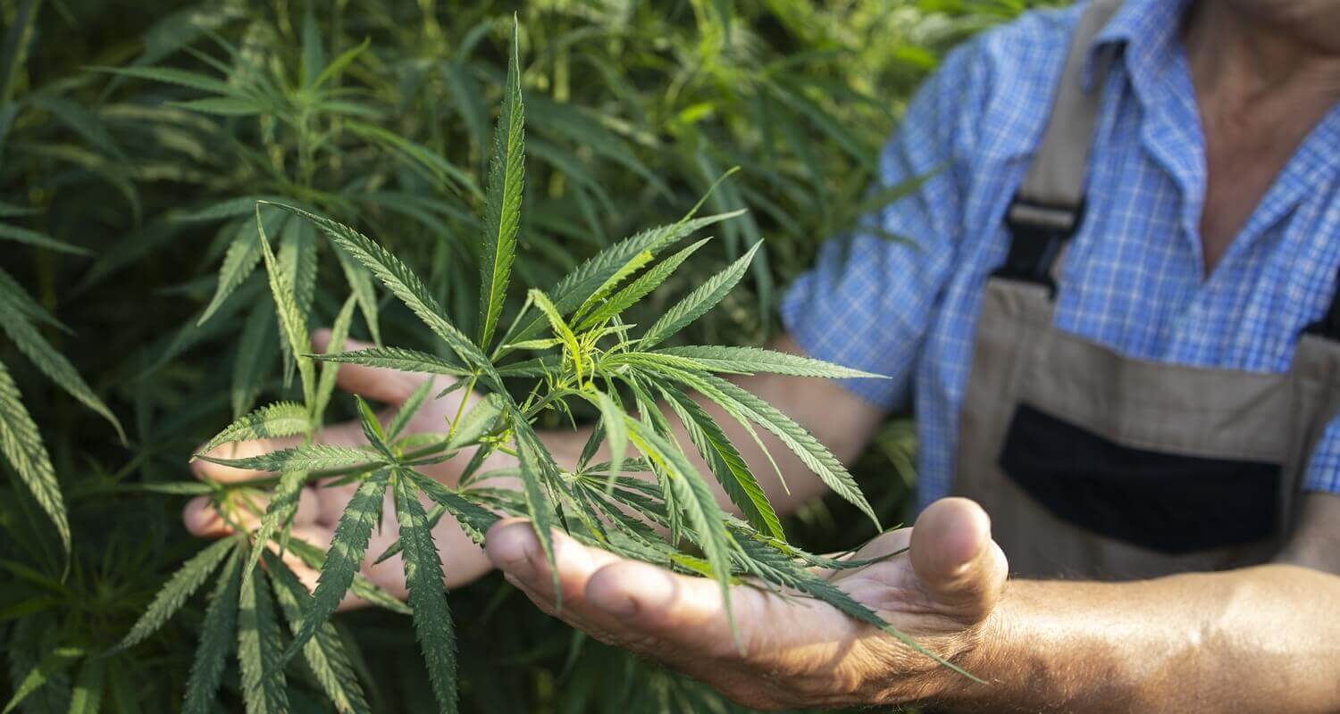 growing hemp plants alternative to natural leather