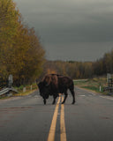 a single bison standing in the middle of a road, trees in the background and cloudy