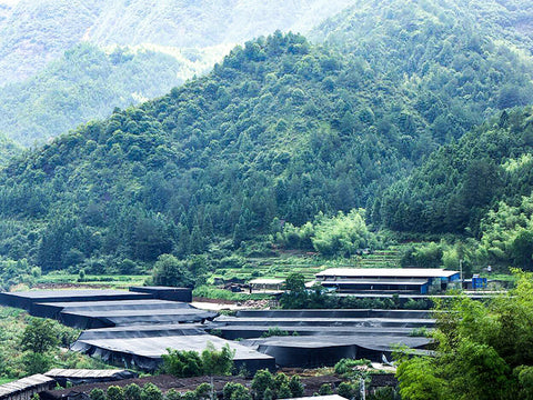 Image of Certified Organic Farm in Longquan, The hometown of Reishi in China