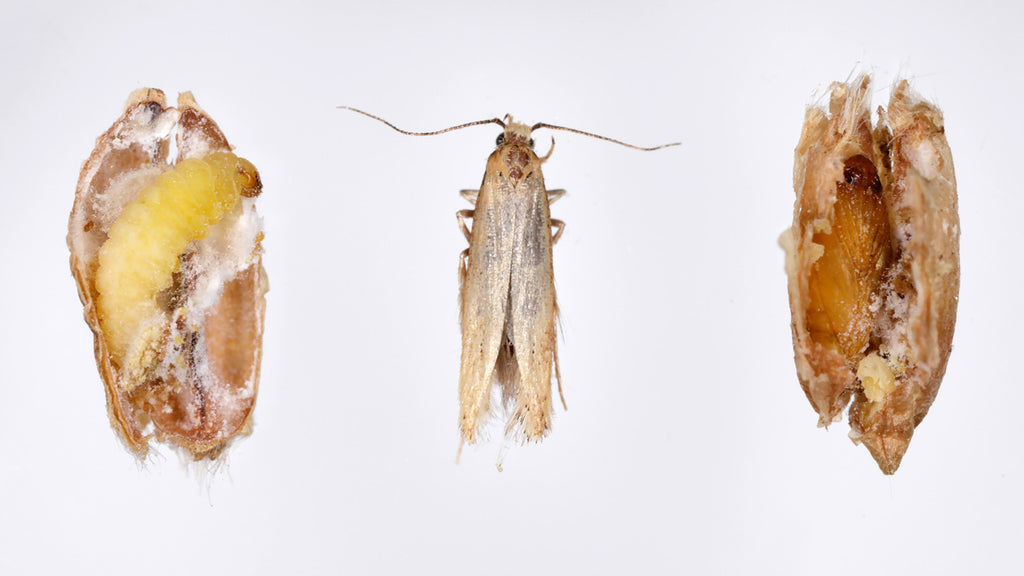 Angoumois grain moth