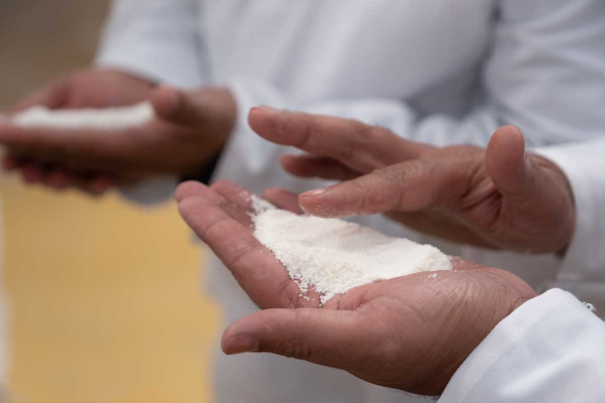 White maize meal in the miller's hands