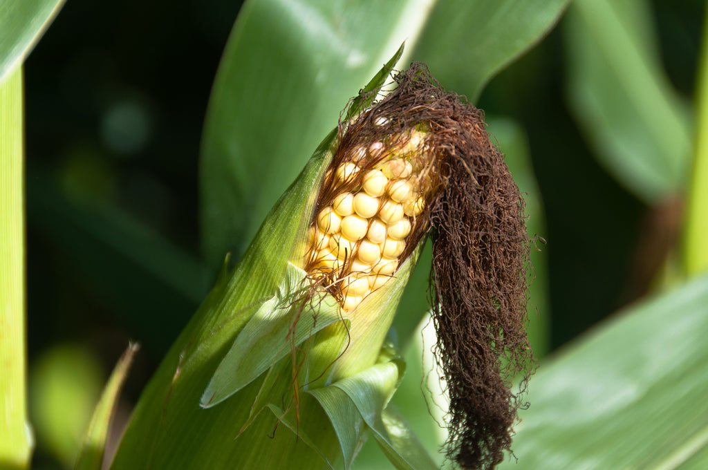 Maize corn cob