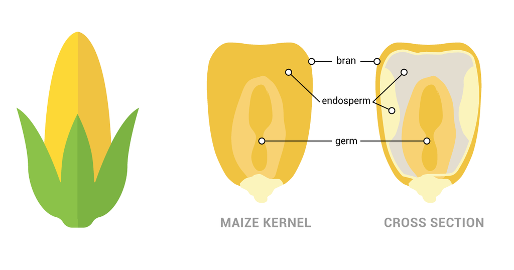 Maize kernel cross section