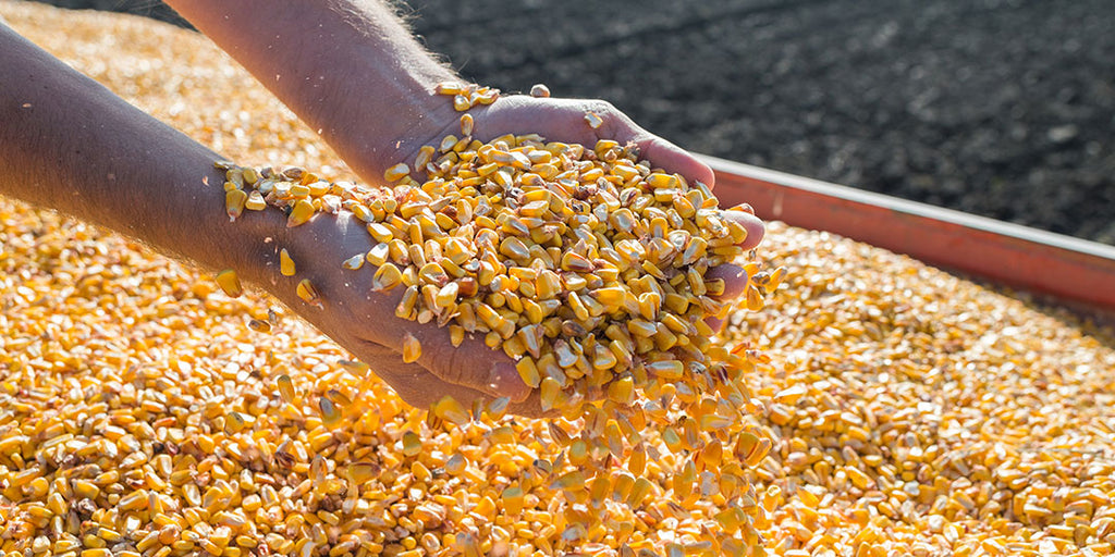 Maize Meal