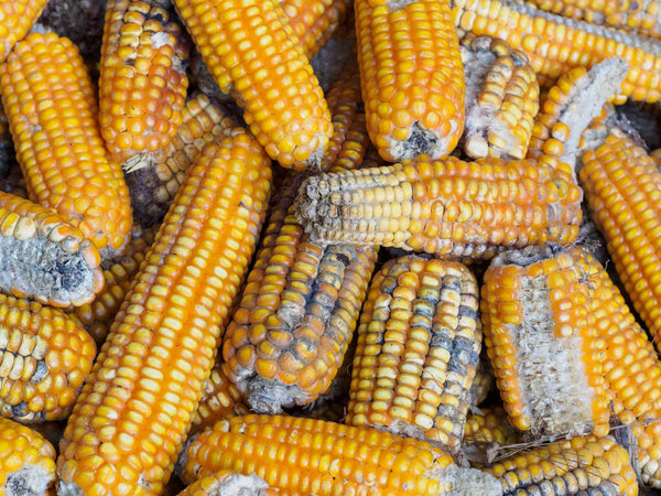 Certain moulds on improperly stored maize produce alfatoxins