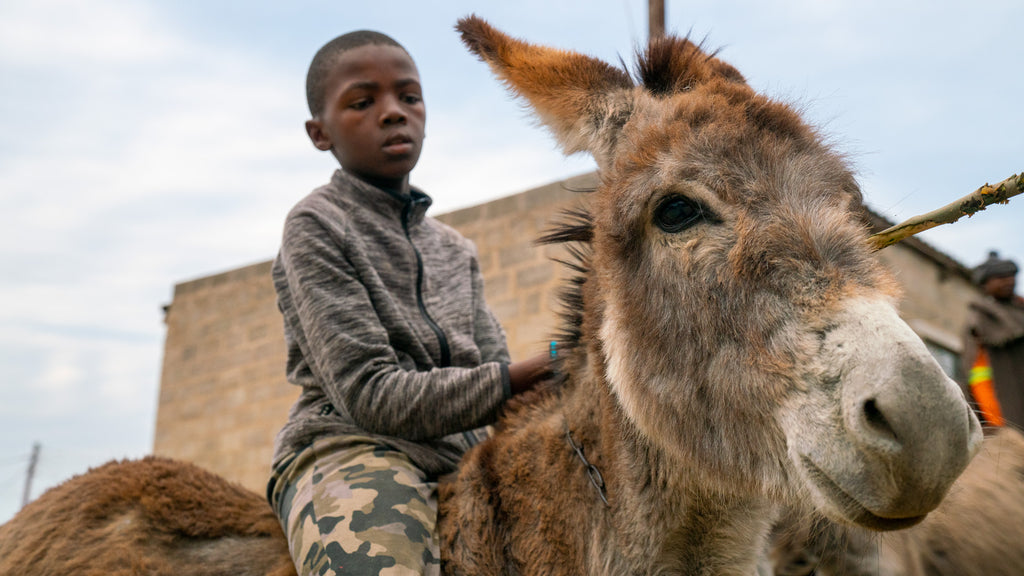 Posho Client on Donkeys