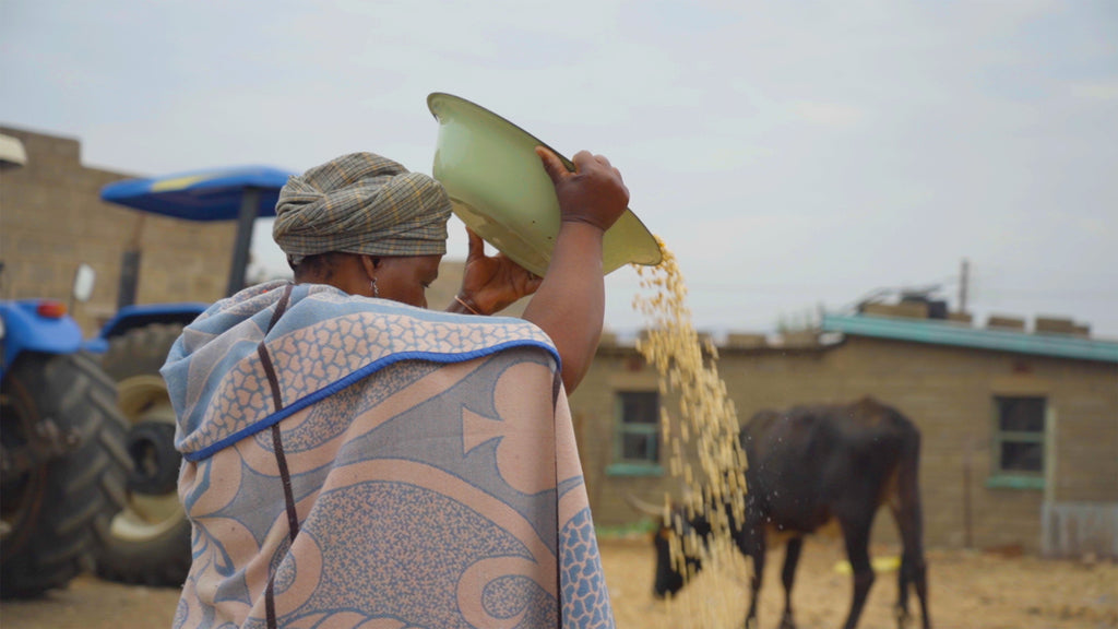 Posho client woman cleaning maize