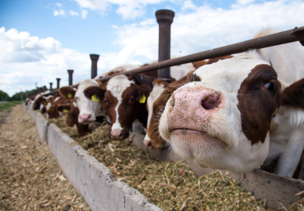 Animal feed cows feeding