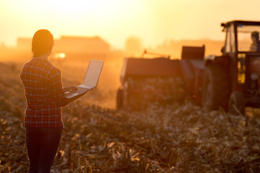 female farmer laptop maize field