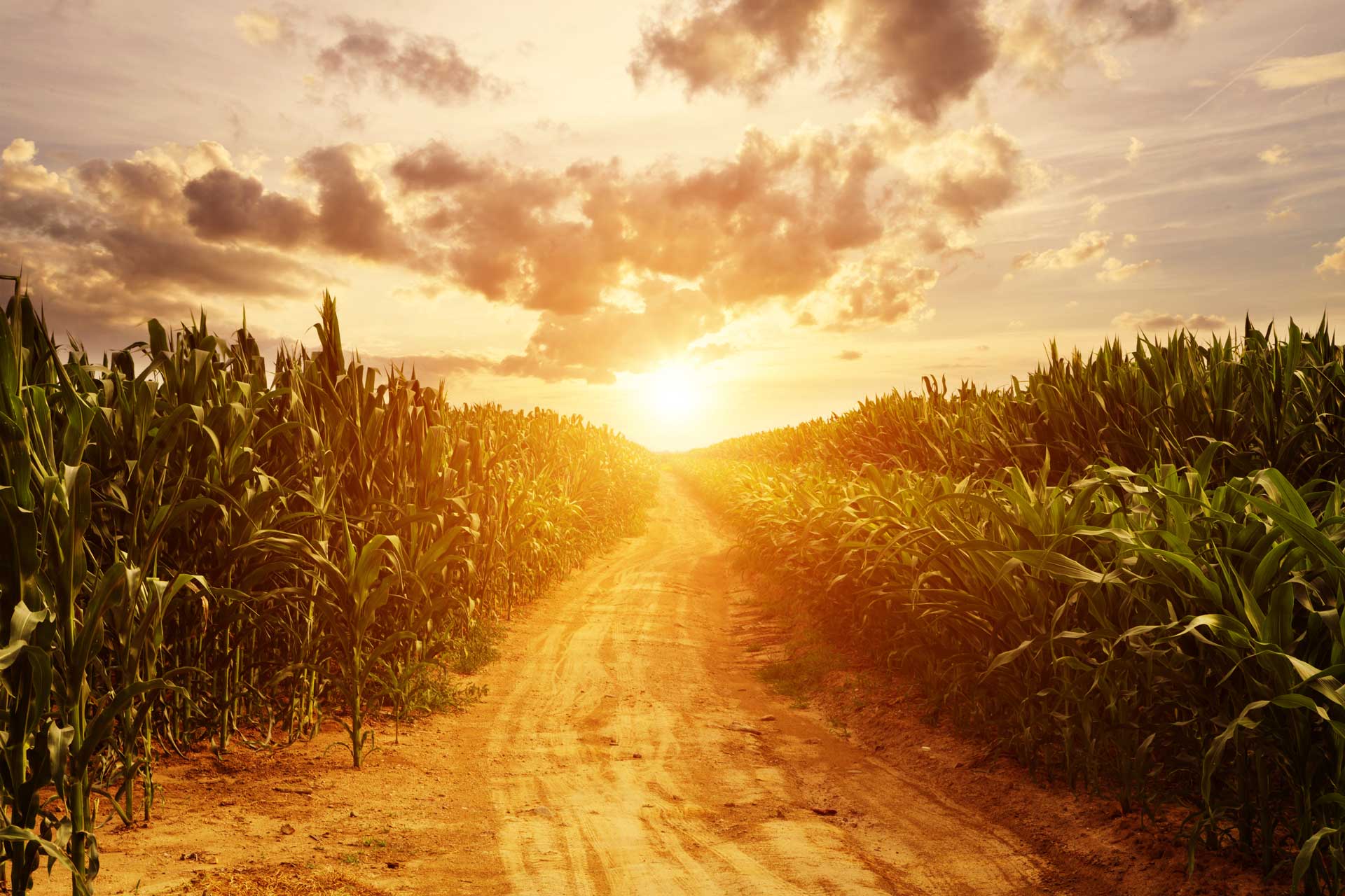 Maize field at sunset