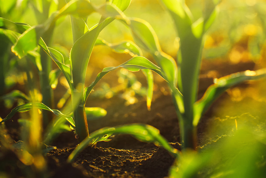 Maize young soil sun