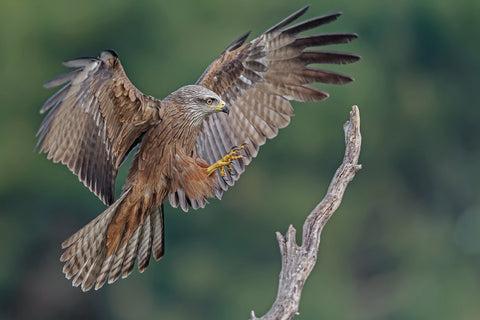 Águila Real