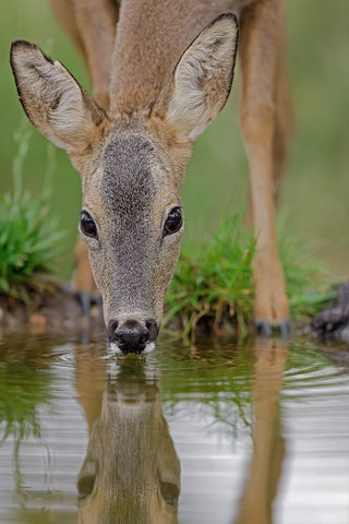 Ciervo bebiendo agua