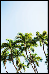 palm tree poster