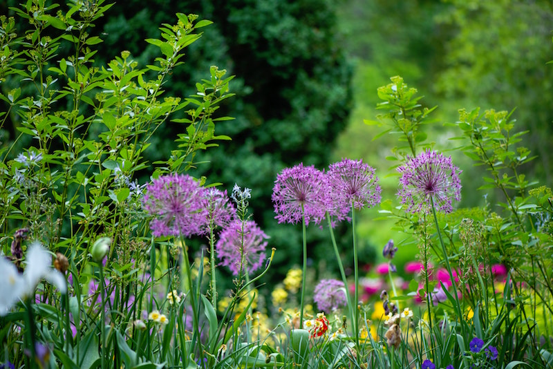 Senator gesprek Clam Een natuurlijke tuin aanleggen: alles wat je moet weten! | Walljar.com