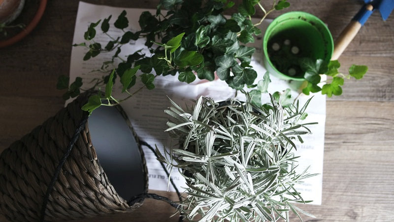 Plants for a better night's sleep