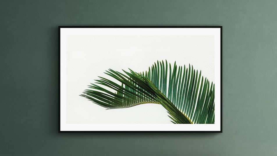 plantes posters