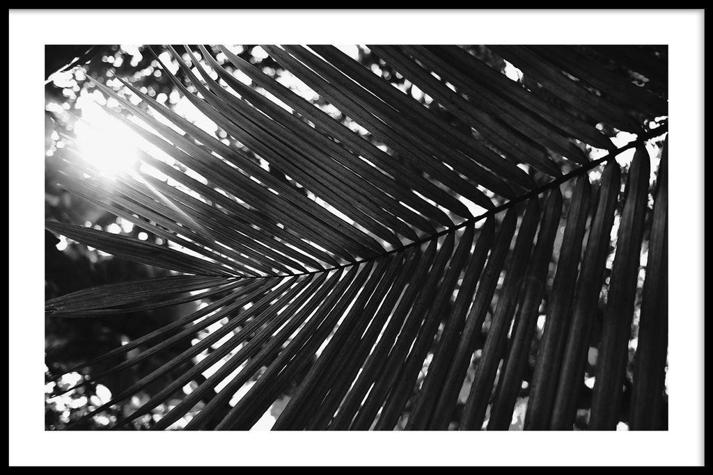 tack Glans Elektricien Poster planten van Cocosnoot Palm kopen | Walljar.com