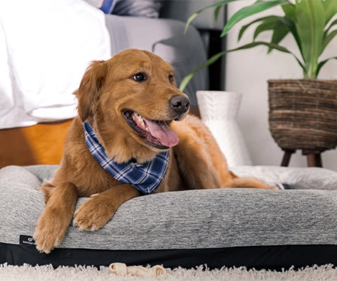 bedgear breathable performance dog bed