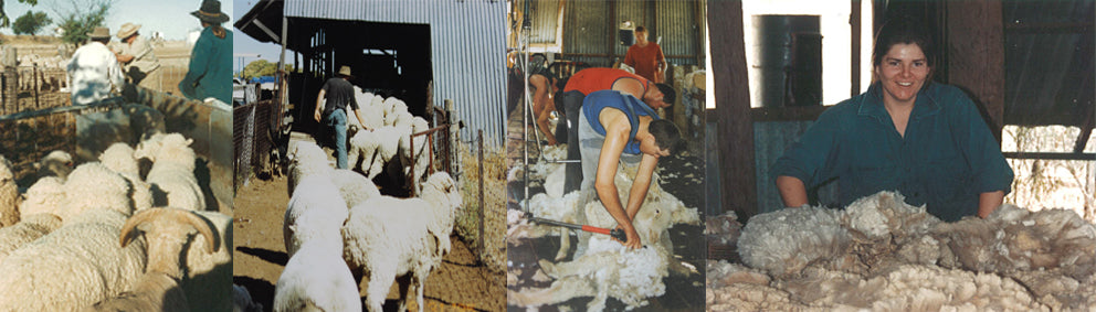 Shearing time at Clareborough Station 1995