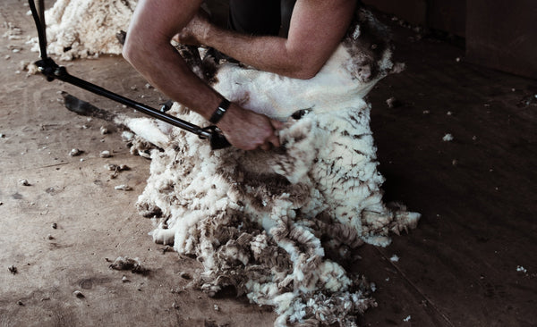 shearing sheep