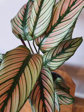 Load image into Gallery viewer, Calathea White Star Indoor plant