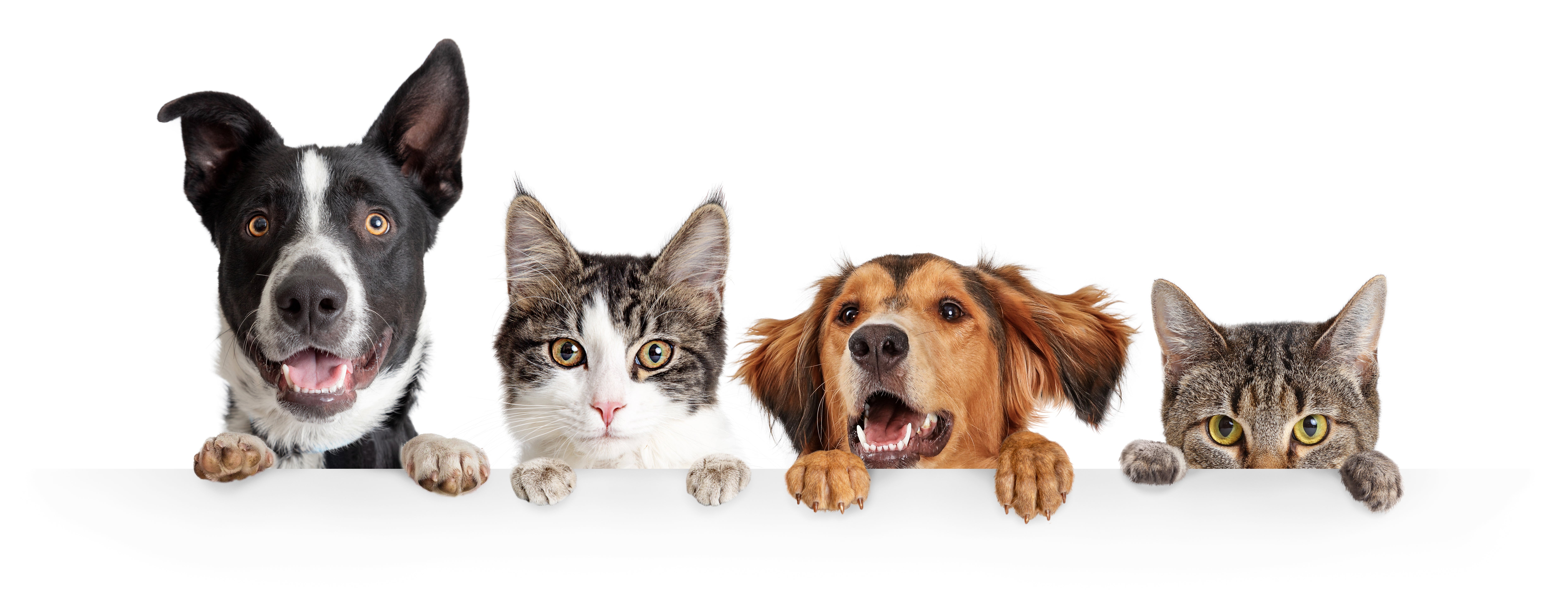 Pets vs pets. Кошки и собаки. Кошка и собака на белом фоне. Кошка и собака выглядывают. Фон кошки собаки.