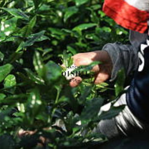 Met de hand geplukte Matcha - Matcha Oishii