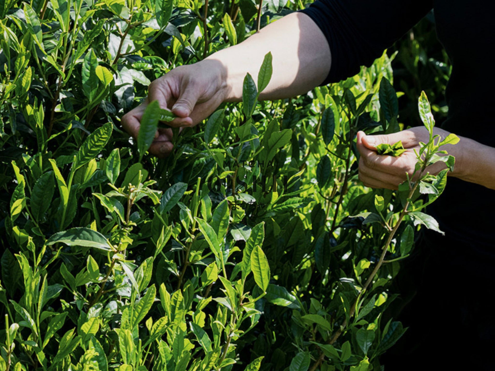 Hand Picking Matcha Uji Japan - Matcha Oishii