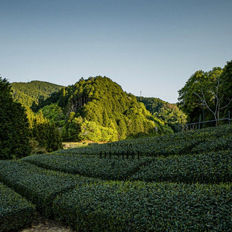 Matcha Green Tea Fields - Matcha Oishii