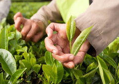 Groene theevelden met de hand plukken - Matcha Oishii