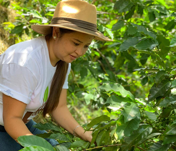 Woman with tan hat touching a coffee plant.