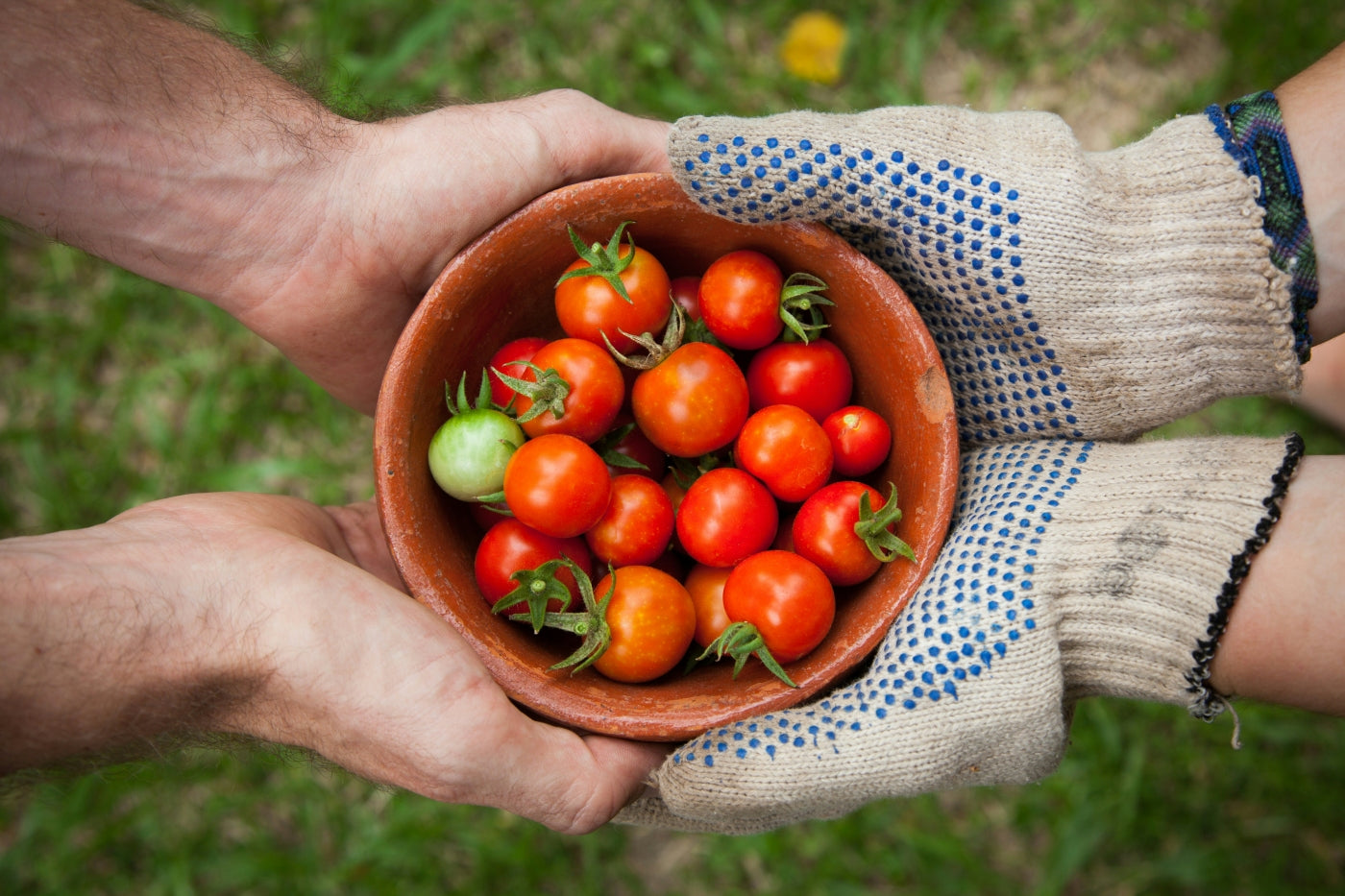 grow organic food for a sustainable life