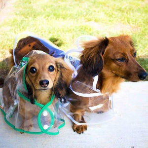 Imperméable transparent pour chien