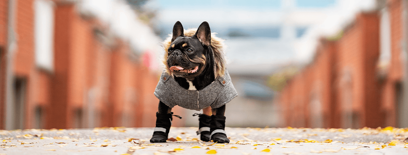 5 Essential Winter Dog Clothes Walking Your Dog | Canada Pooch