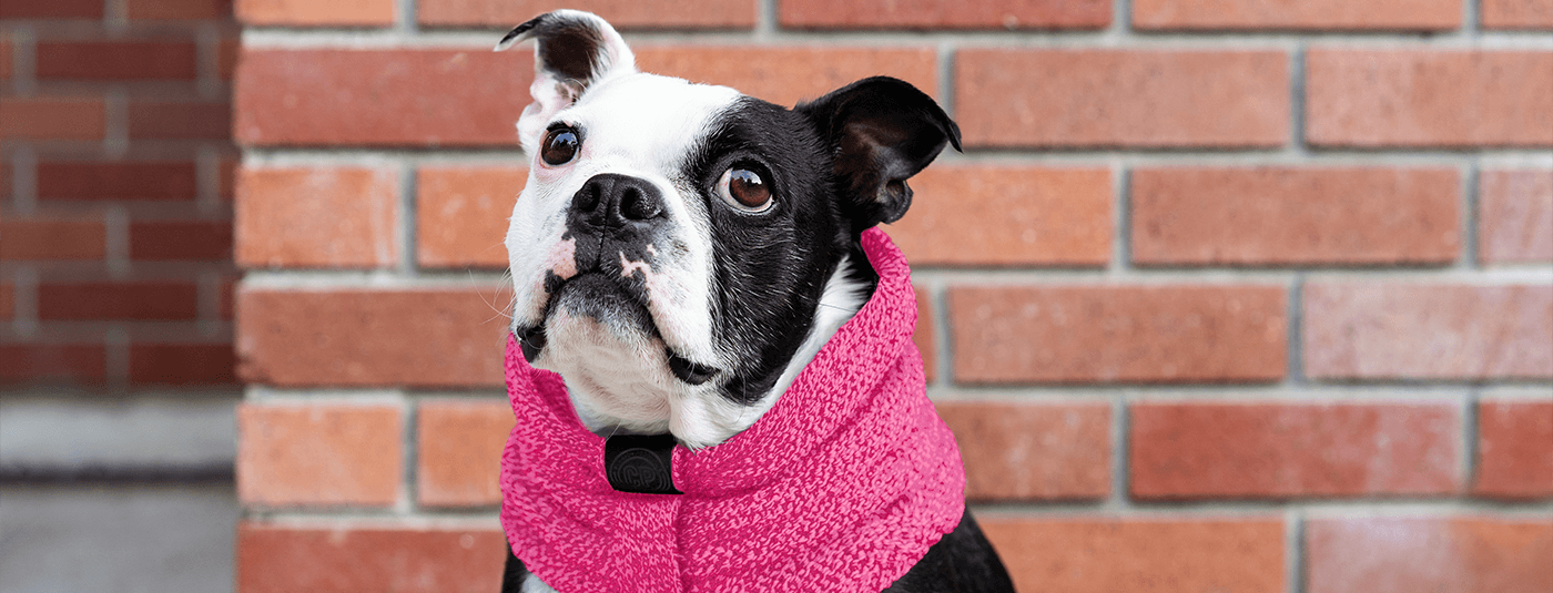 why do dogs love wearing clothes