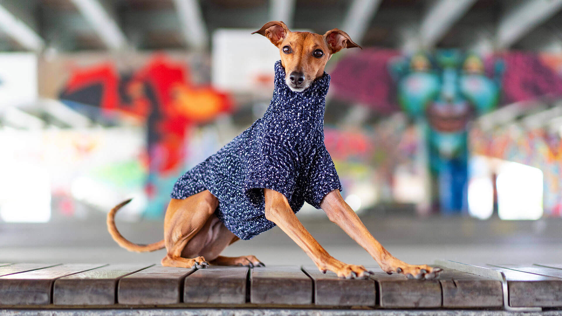 Soho Turtleneck Dog Sweater | Canada Pooch