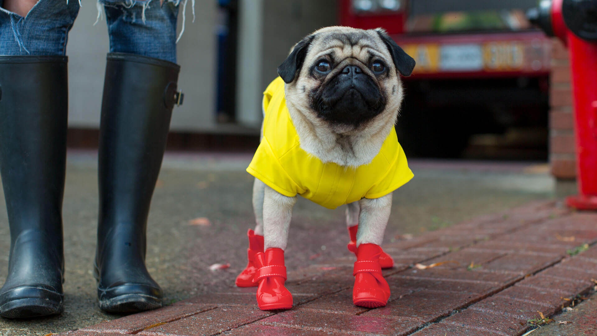 dog raincoat and wellies