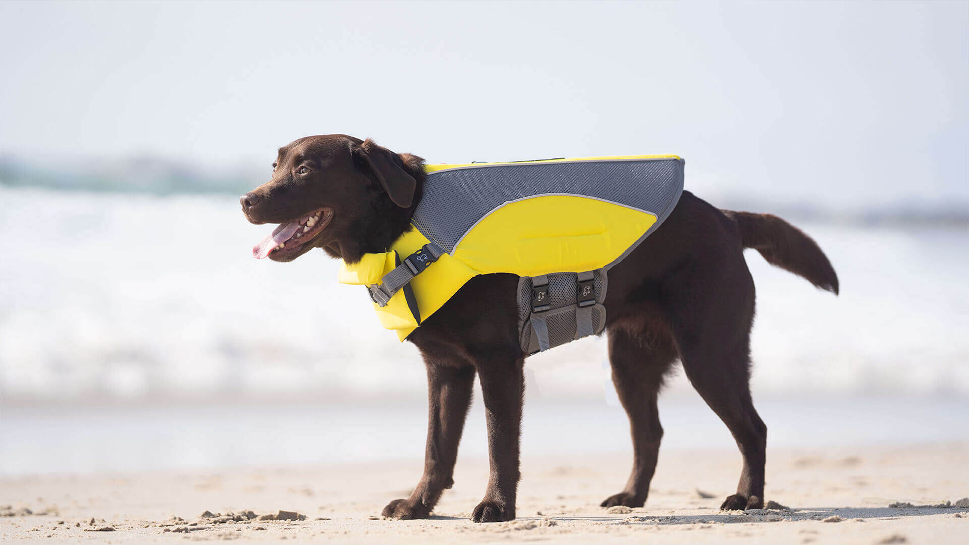 canada pooch life jacket