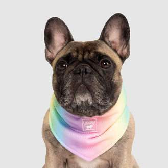 pet bandanas canada