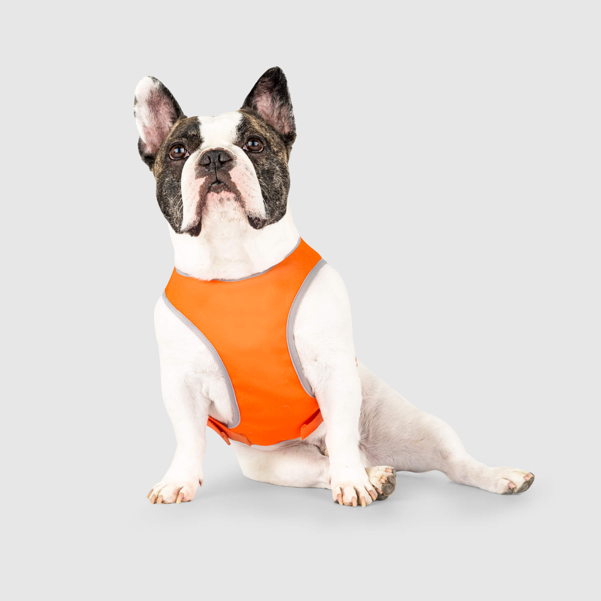 dog construction safety vest