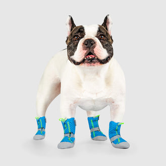 dog rain boots